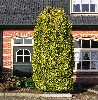 Taxus baccata 'Fastigiata Aureomarginata'